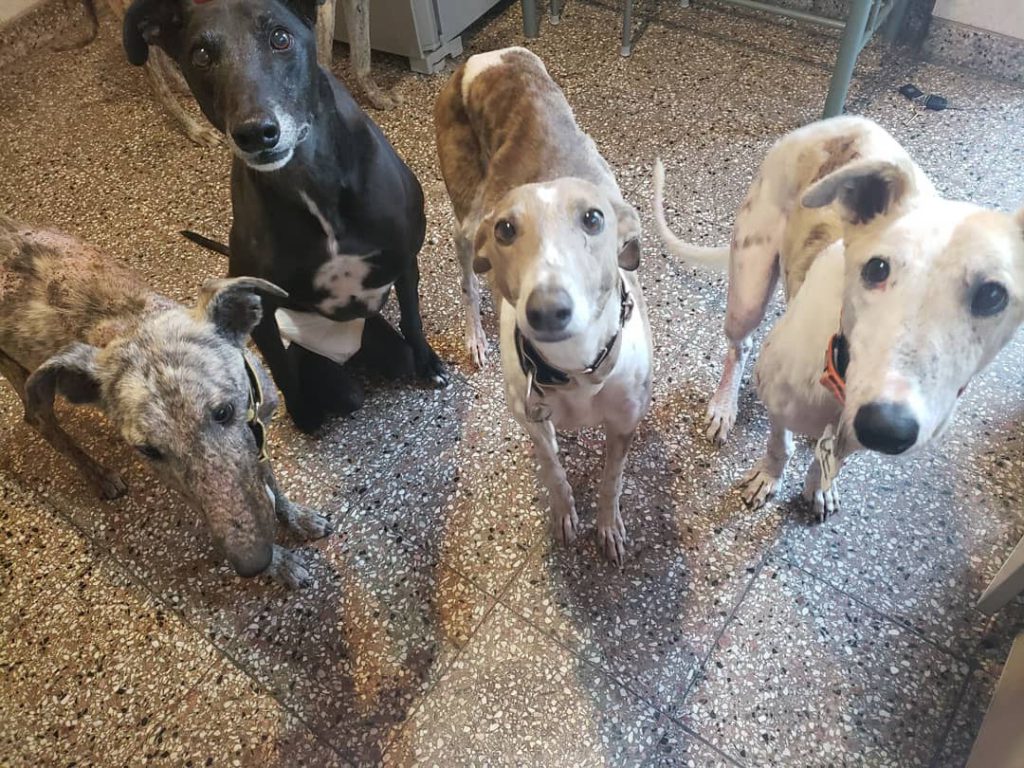 En 2019, Amor de Galgo rescató más de 230 animales. 