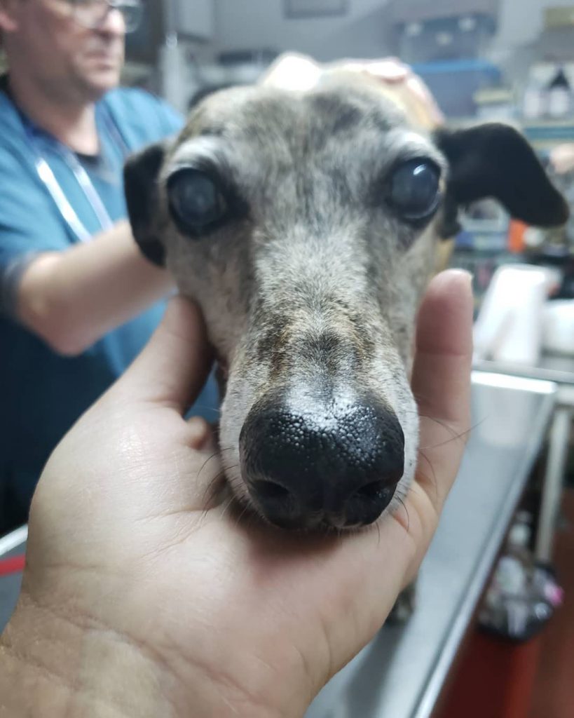 Una vez que los rescatan, los cuidan y los acompañan en el proceso de recuperación. 