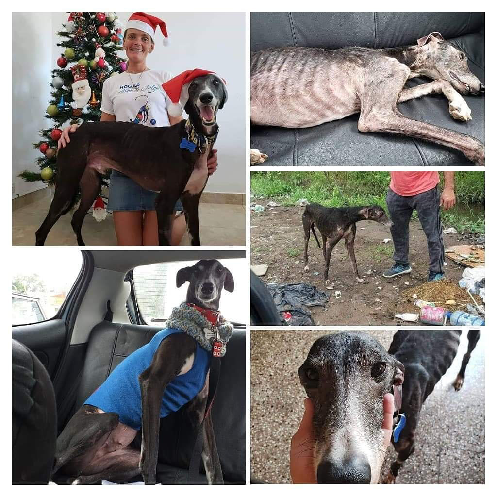 Una vez que los rescatan, los cuidan y los acompañan en el proceso de recuperación. 