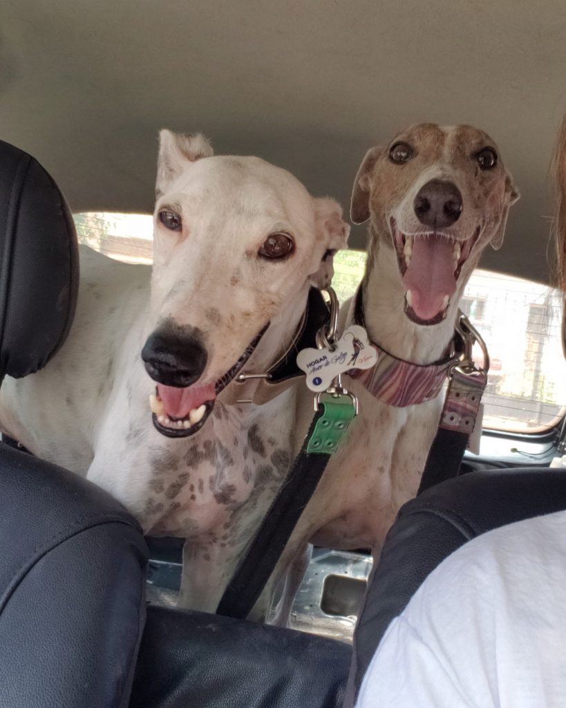 "Tengo una mirada de galgo", dice Silvana que siempre está atenta por si puede rescatar a un perro. 