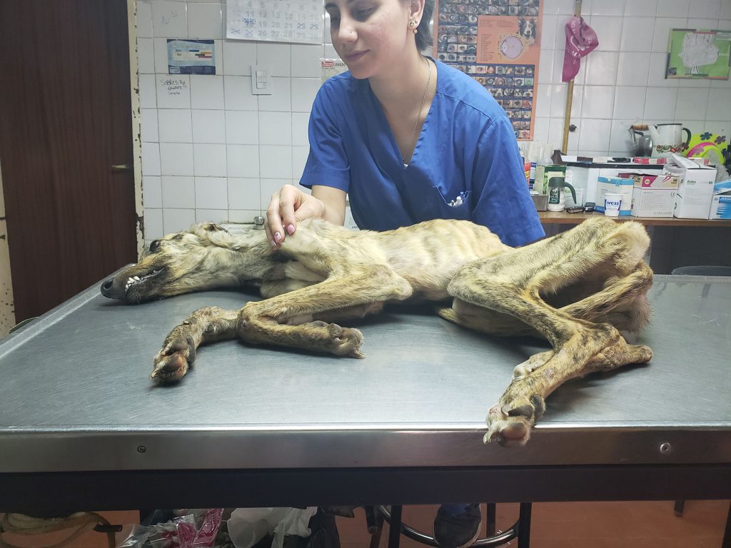 Muchos de los animales llegan lastimados y en estado de desnutrición. 