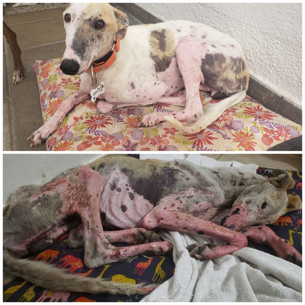 Él es Angelito, antes y después de su rescate. 