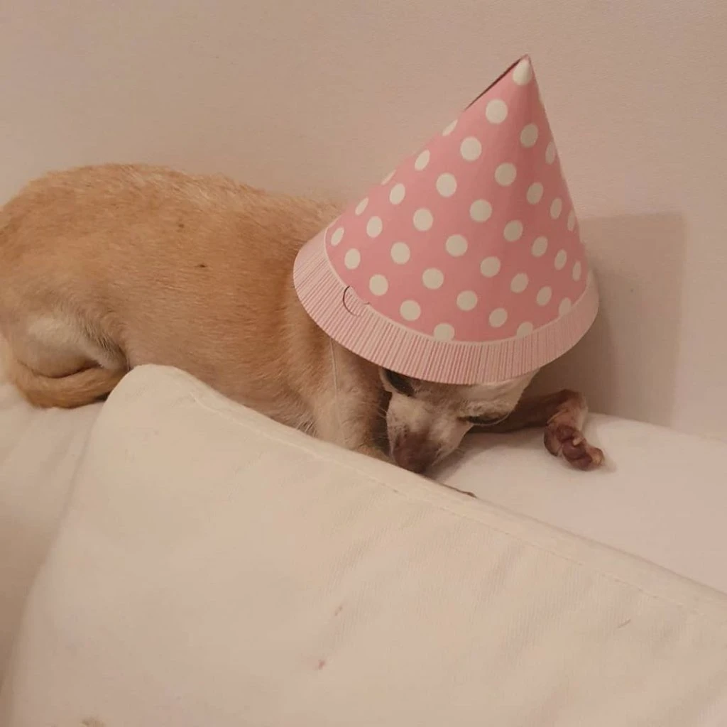 ¡Hasta los perros se sumaron al festejo!