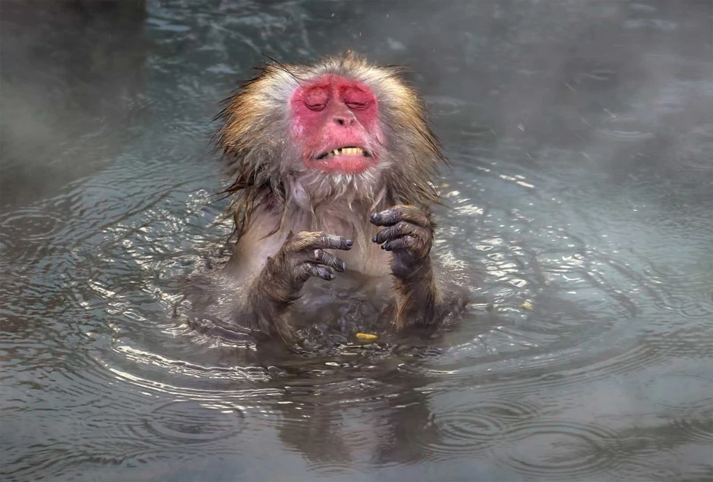 "Caliente" (Wei Ping Peng)