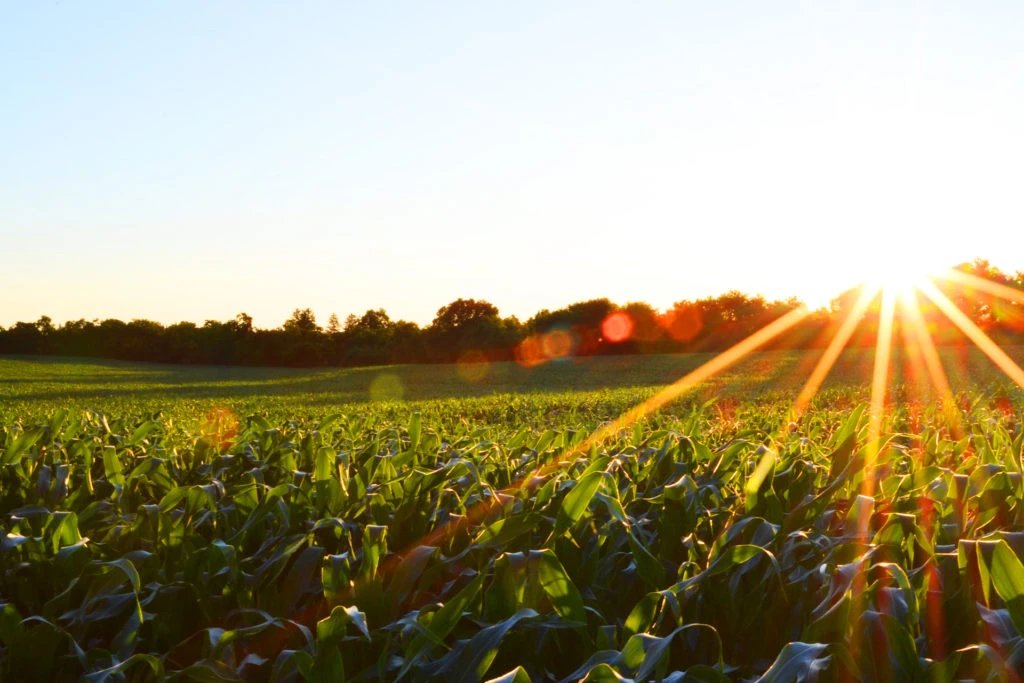 Cultivo de maíz, Bolsa de Comercio de Rosario.