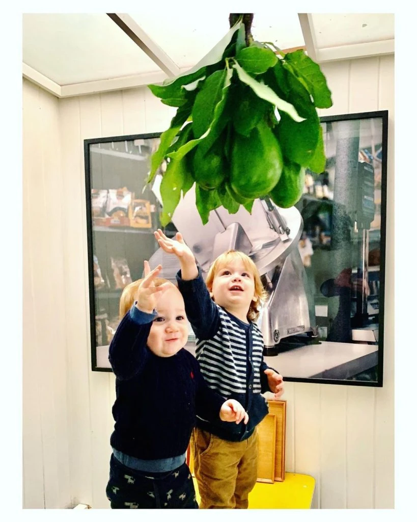 Así comenzaban Los Tegui la "temporada de paltas, aguacate, avocado"