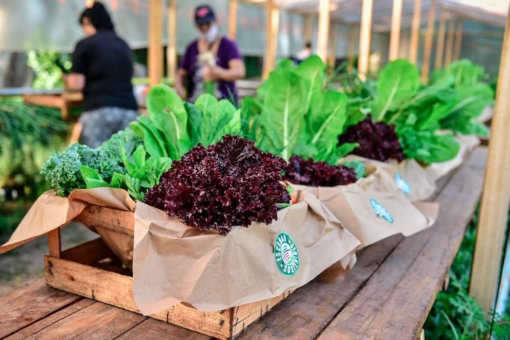 Hay en la localidad tres huertas agroecológicas además de tres vecinales. En total, producen unos 25 mil kilos de frutas y verduras.