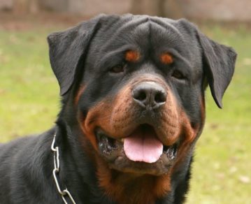 Una investigación reveló cuáles son las razas de perros más elegidas en todo el mundo