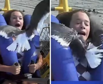 Video viral: una gaviota atacó a una niña en una montaña rusa