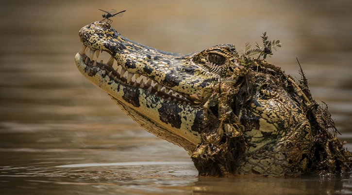 La imagen tiene un atributo ALT vacío; su nombre de archivo es La-Ruta-Natural-1.png.webp