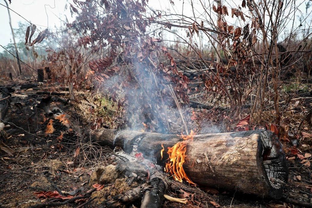Un árbol arde en un área devastada por un incendio en la Amazonía. EFE/ Fernando Bizerra Jr./Archivo