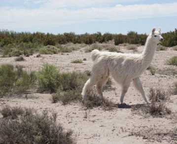 Algarrobo del Águila, Turismo, Argentina, La Pampa