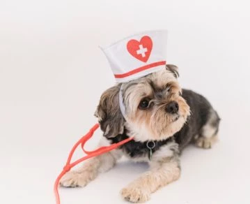 Mascotas, IADT, Pet Friendly