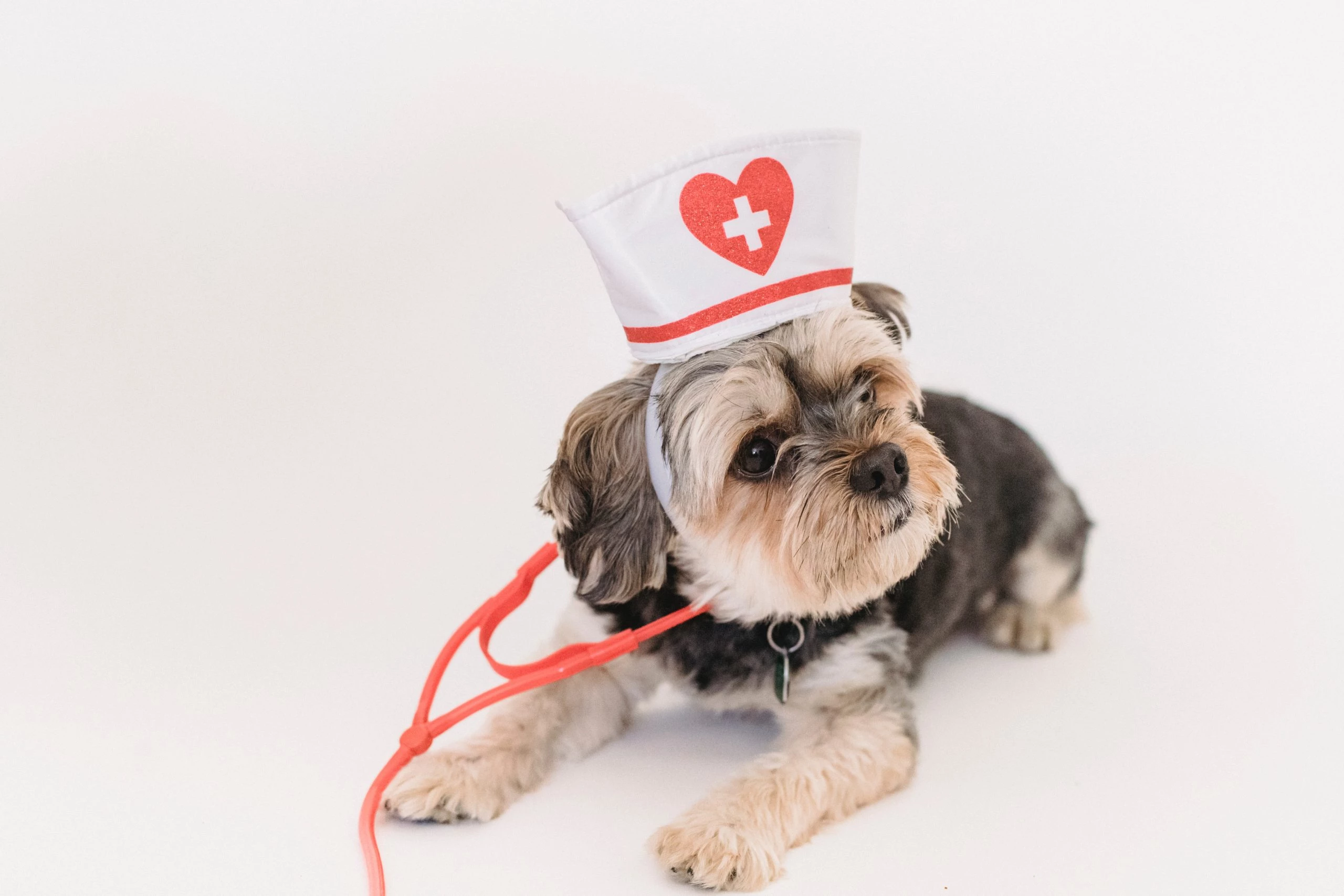 Mascotas, IADT, Pet Friendly
