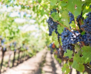 Quinto poder: cómo es el vino malbec más famoso del mundo que nació en Valle de Uco