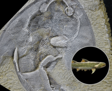 Paleontólogos descubren el vertebrado más antiguo conocido con mandíbula, de hace 439 millones de años