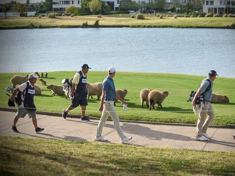 Los carpinchos en el Visa Opne