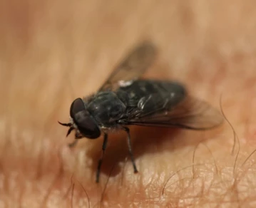 Invasión de tábanos en enero