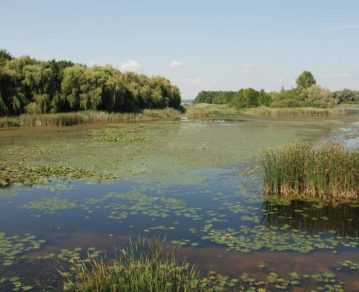 <strong>Por qué tenemos que conservar unos humedales sanos</strong>