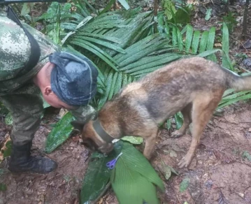 Wilson, el perro que fue clave en la búsqueda de los 4 menores en la selva colombiana, se encuentra desaparecido