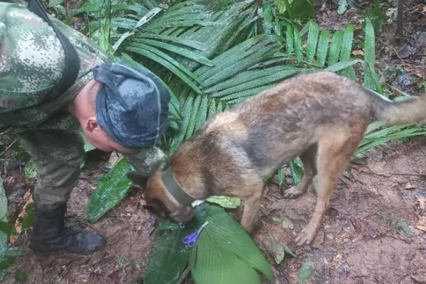 Wilson, el perro que fue clave en la búsqueda de los 4 menores en la selva colombiana, se encuentra desaparecido