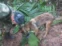 Wilson, el perro que fue clave en la búsqueda de los 4 menores en la selva colombiana, se encuentra desaparecido