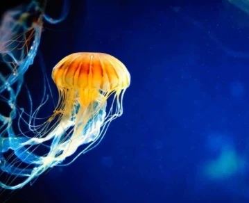 El secreto de la vida eterna de la medusa inmortal, según la ciencia