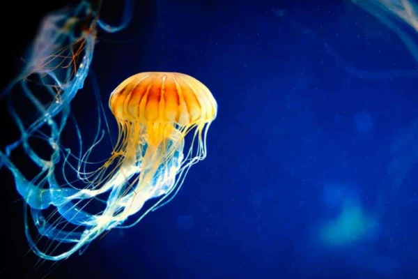 El secreto de la vida eterna de la medusa inmortal, según la ciencia