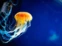 El secreto de la vida eterna de la medusa inmortal, según la ciencia