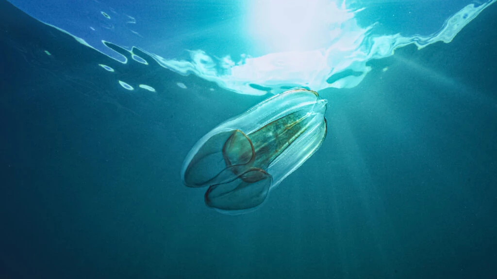 Así se ve una medusa en su hábitat.