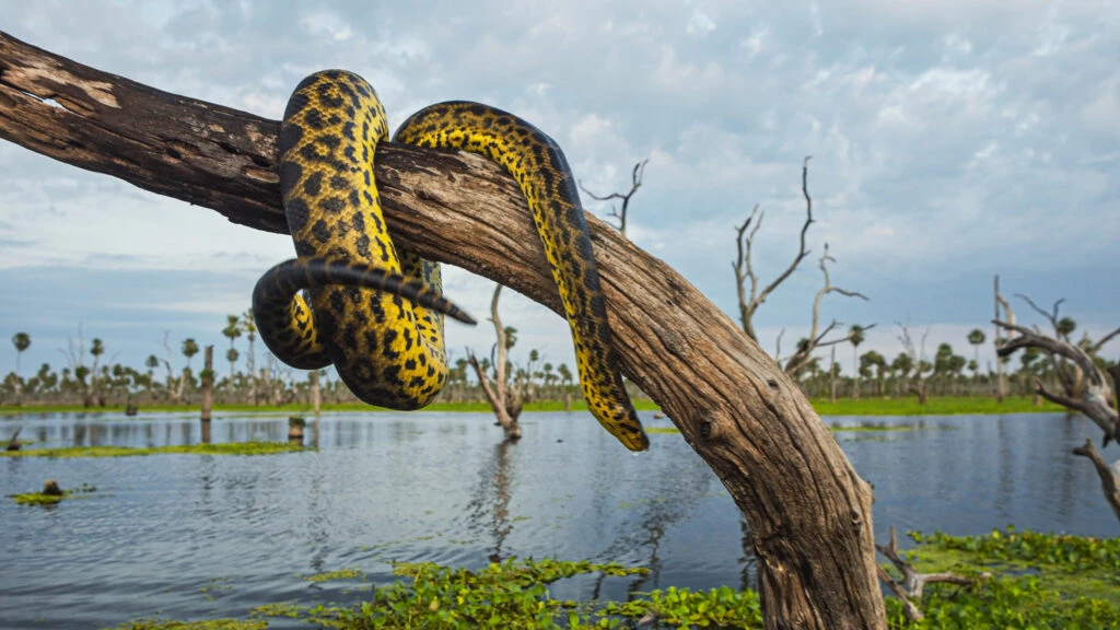 Culebra verde y amarilla.