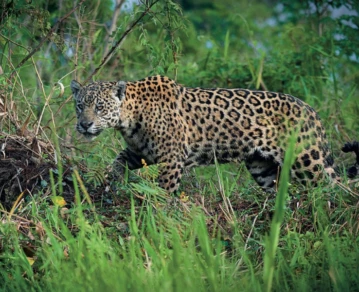 Volvió la esperanza: Hallaron 4 nuevos cachorros de yaguareté en los Esteros del Iberá