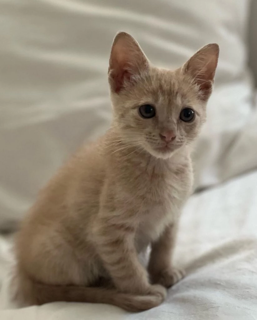 El nuevo "bebé" de Lali. Foto redes sociales.