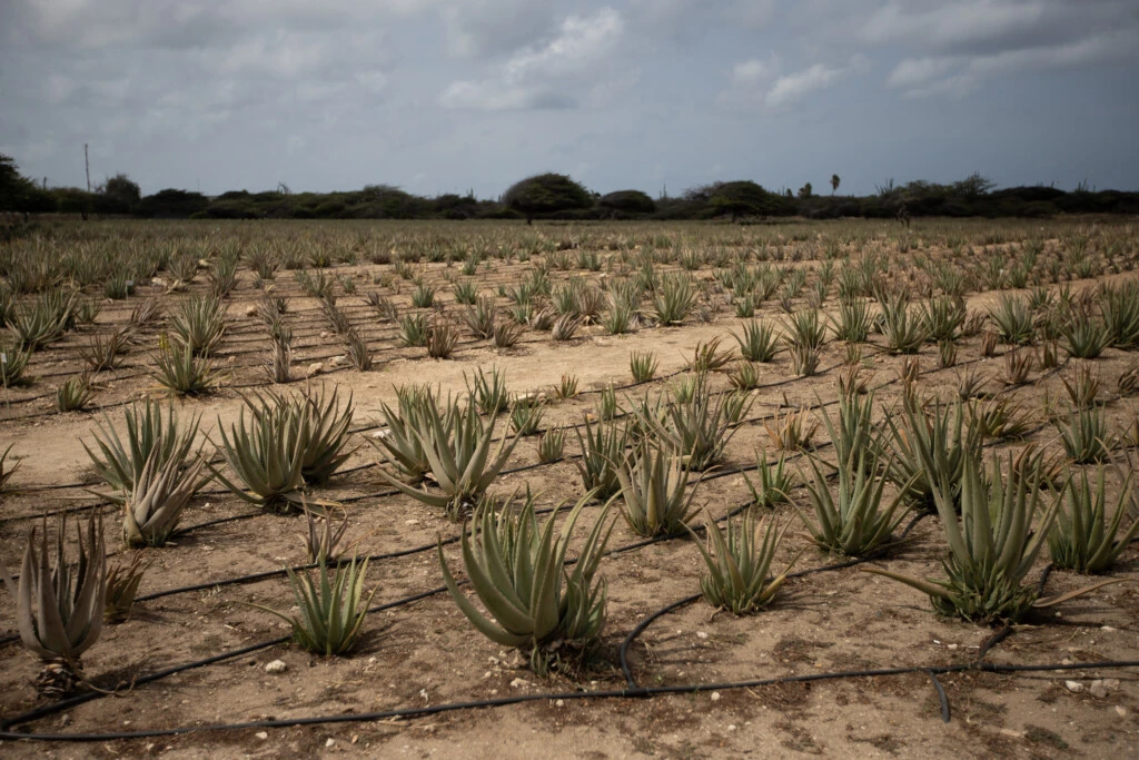 La plantación de aloe consiguió recrearse en condiciones climáticas similares a los de la isla