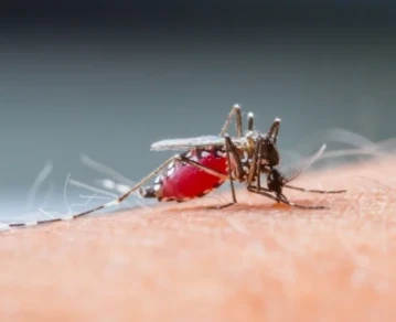 ¿Qué es el dengue hemorrágico?