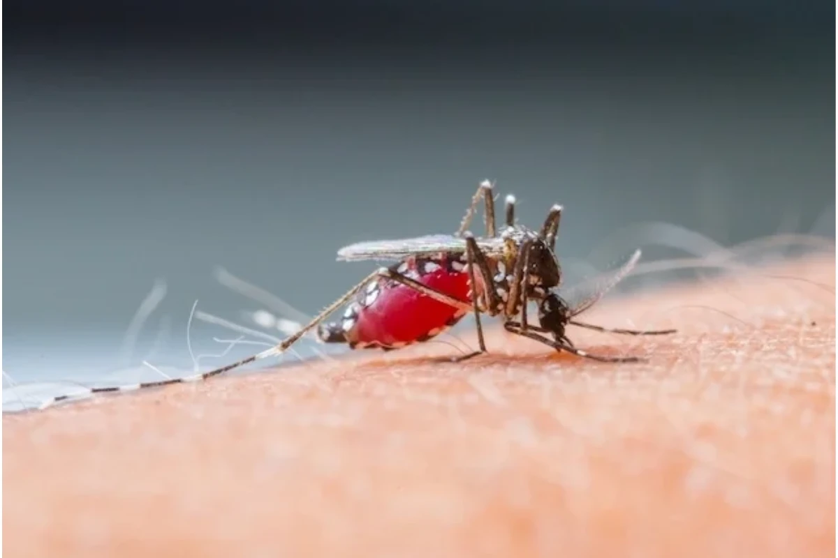 ¿Qué es el dengue hemorrágico?