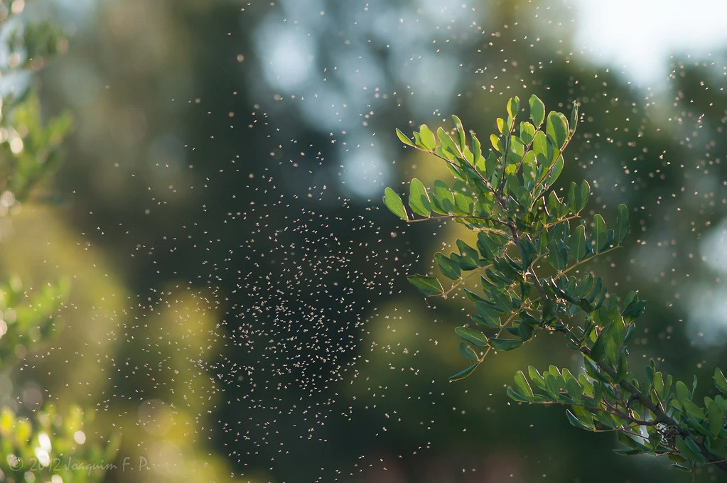 Desde enero, Buenos Aires viene registrando invasiones históricas de mosquitos. 