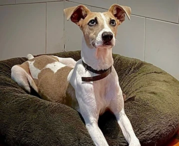 La conmovedora historia de Arturo, el galgo rescatado que entró a la casa de Gran Hermano