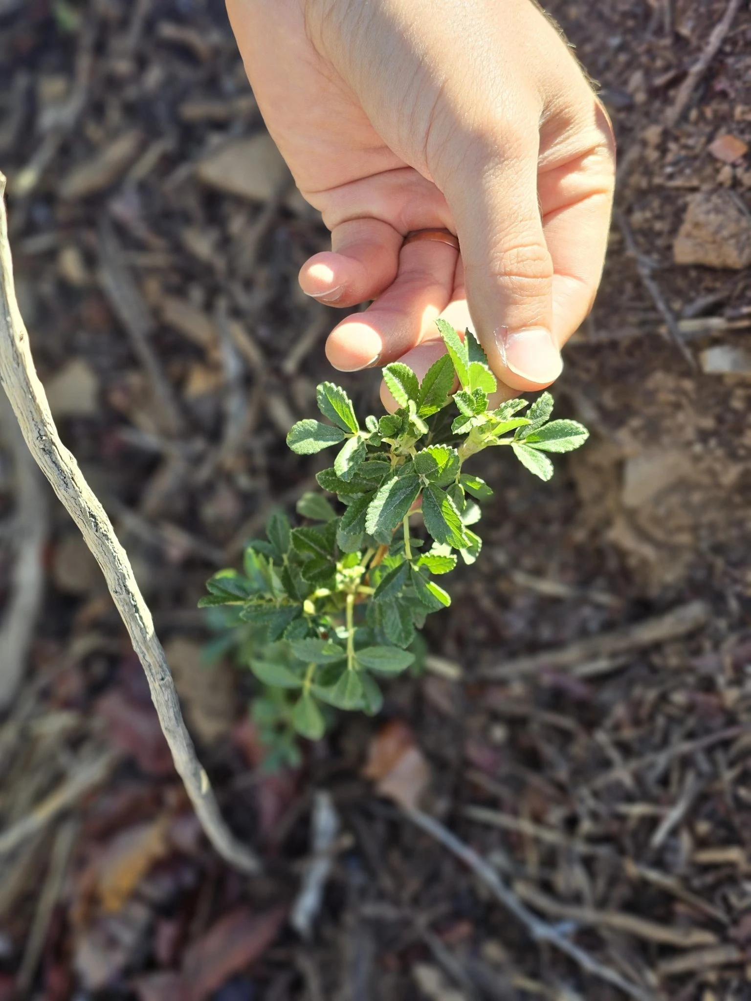 Plantín de queñoa establecido a campo Polylepis tomentella.
