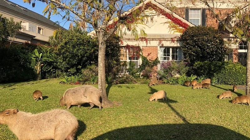 La invasión de carpinchos en Nordelta fue todo un tema de debate allá por 2022.