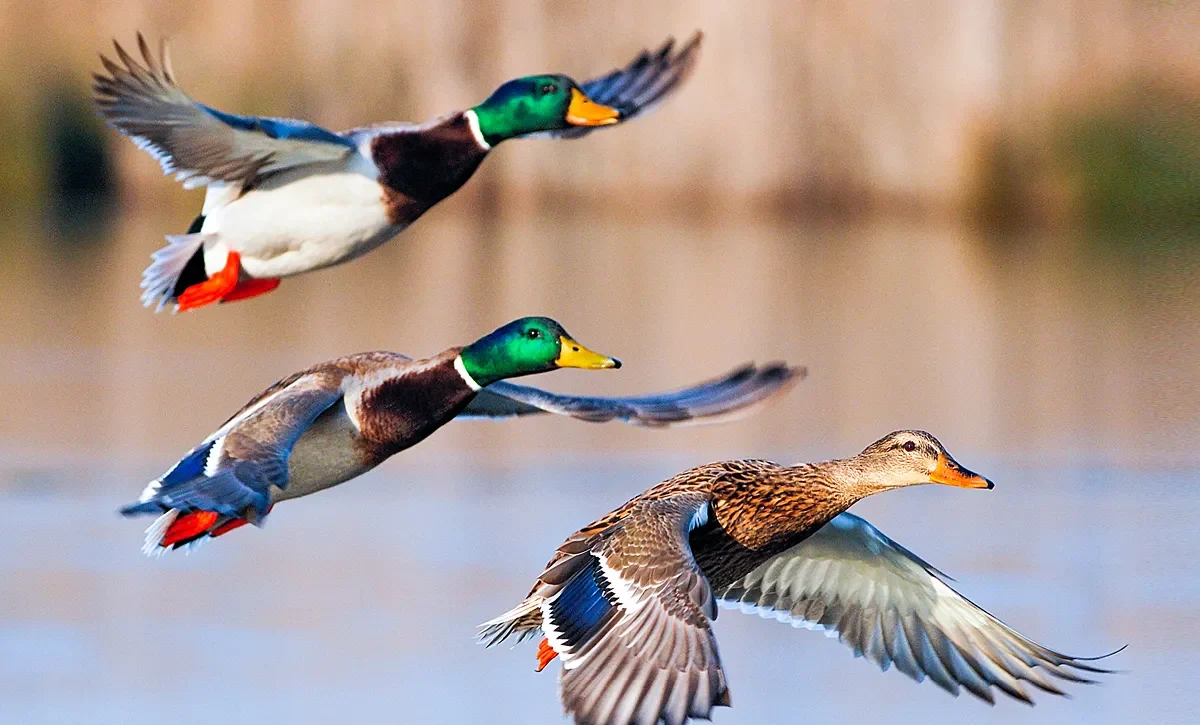 Escándalo ecológico: cuáles son las 9 especies de aves autóctonas que el gobierno de Entre Ríos autorizó a matar