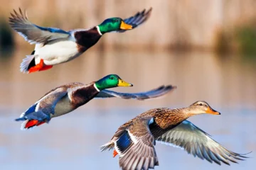 Escándalo ecológico: cuáles son las 9 especies de aves autóctonas que el gobierno de Entre Ríos autorizó a matar