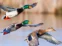 Escándalo ecológico: cuáles son las 9 especies de aves autóctonas que el gobierno de Entre Ríos autorizó a matar