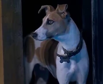 Preocupación por el estado de Arturo, la mascota de Gran Hermano