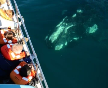 Cómo es el avistaje de ballenas en Puerto Madryn y cuánto sale