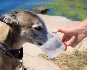 Los animales y la ola de calor: 10 consejos para protegerlos en los días de mayores temperaturas