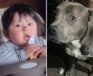 "Ladraban pero no mordían": habló el dueño de los perros que habrían matado a un nene de 2 años en La Plata