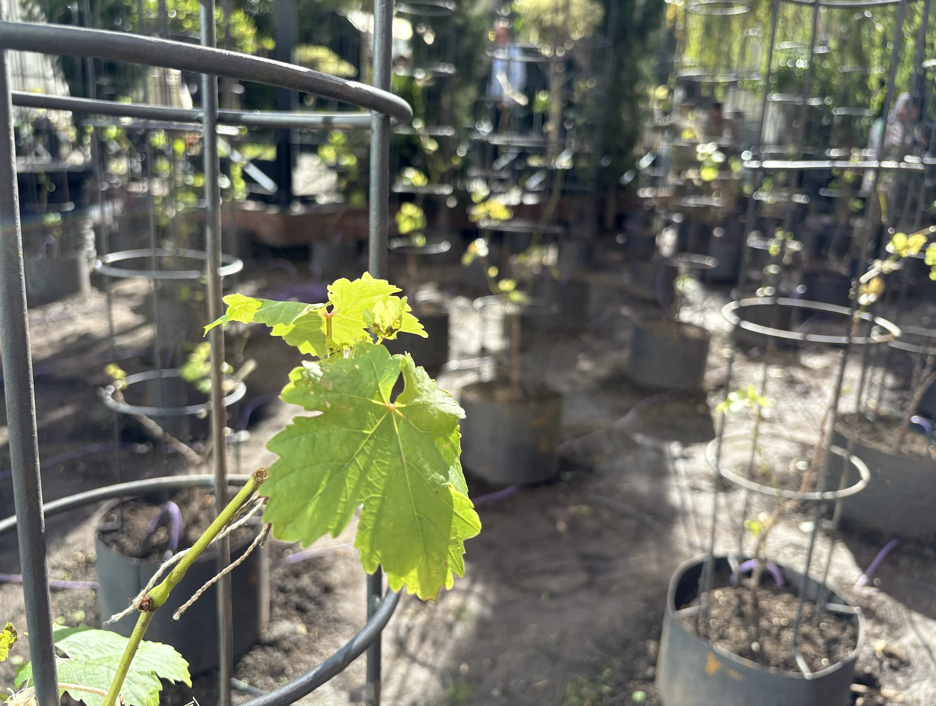 Los vinos urbanos, con el calor como detalle que los hace característicos.