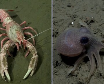 Las impactantes imágenes de los animales descubiertos por el Conicet en las profundidades de Mar del Plata