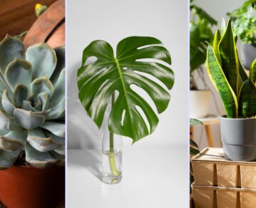 Plantas de interior resistentes: 6 especies que casi no necesitan cuidados